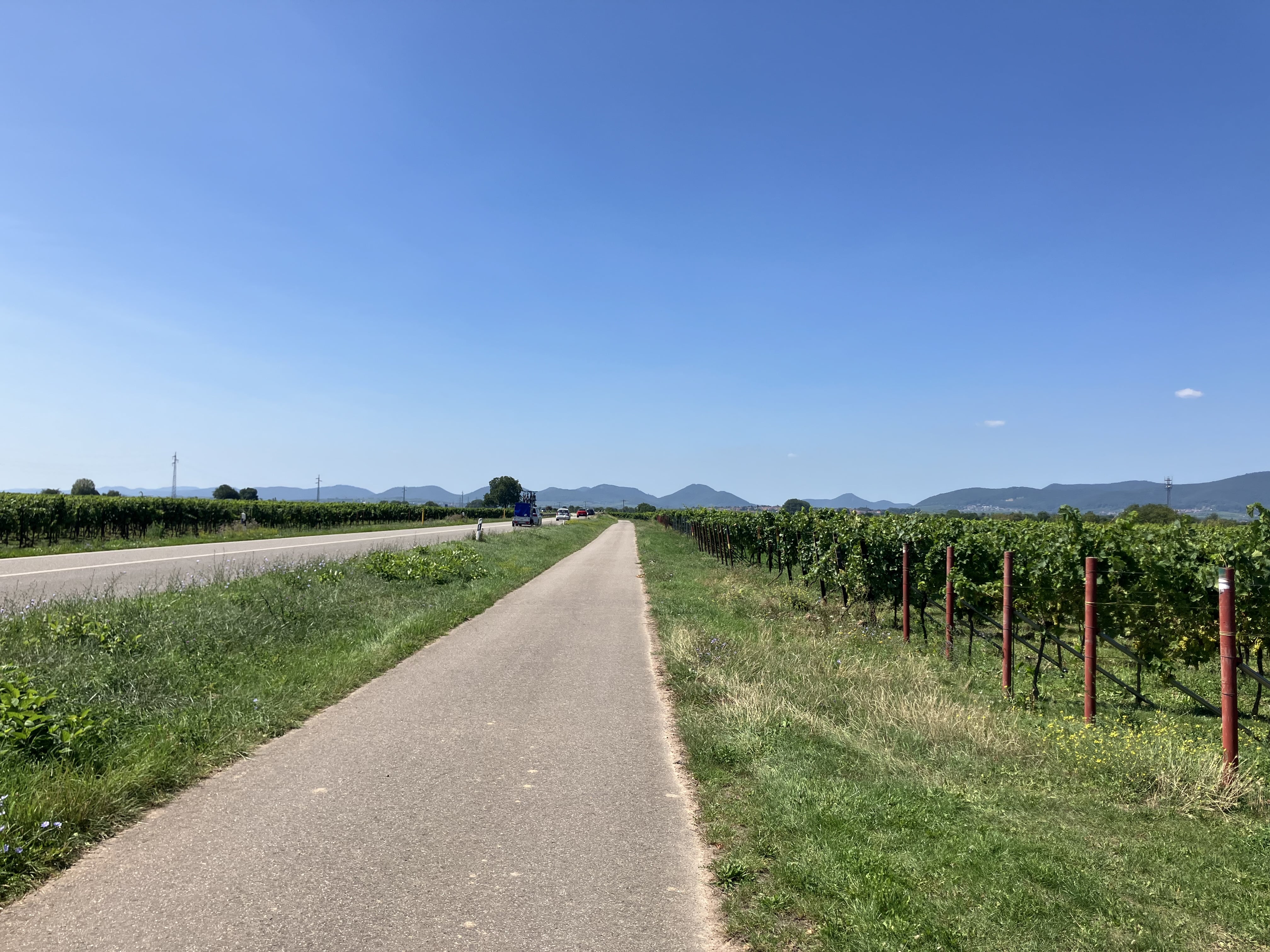 Vineyards towards Landau